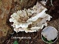 Osteina obducta-amf577